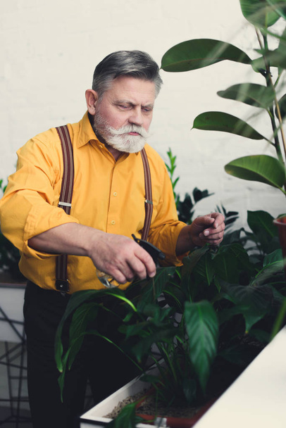 focused senior male gardener watering green plants indoors - Фото, изображение