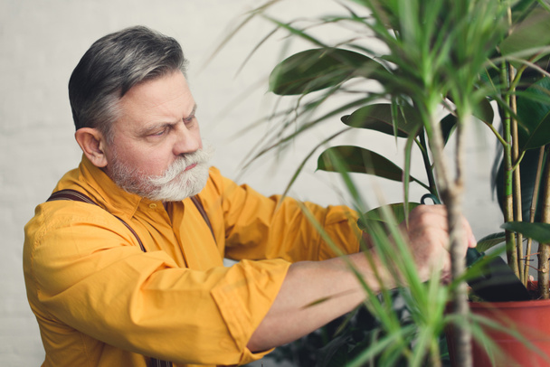 serious senior man planting green plants at home - Fotó, kép