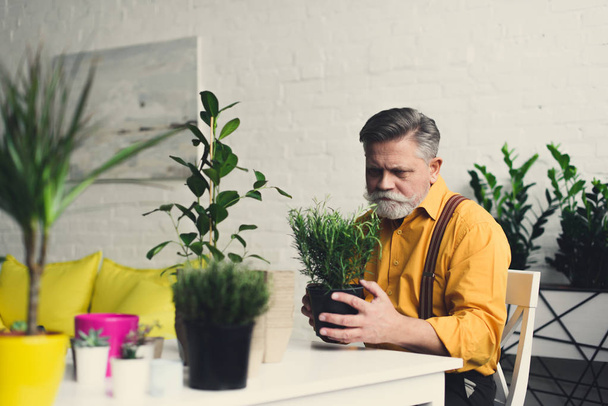 stylish bearded senior man holding green houseplant at home - Zdjęcie, obraz