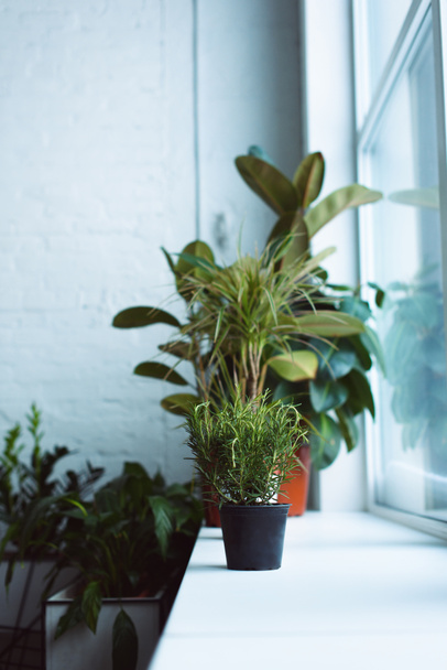 gyönyörű zöld növények edényben ablakpárkányon - Fotó, kép