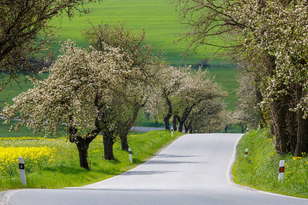 route de printemps avec ruelle de cerisier en fleurs
 - Photo, image