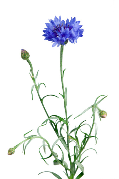 knapweed bloem - Foto, afbeelding