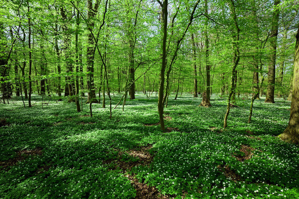 Tavaszi erdő - Fotó, kép