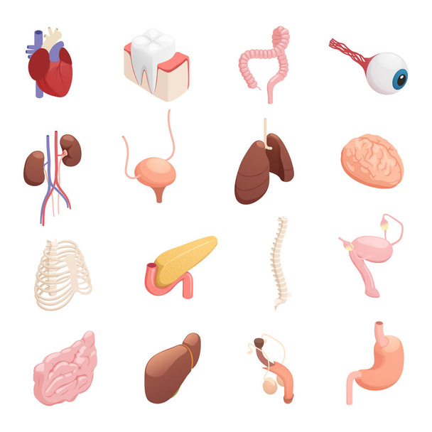 Iconos isométricos de órganos humanos
  - Vector, Imagen
