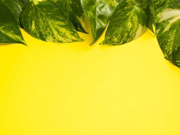 Frame of fresh green leaves on a yellow background. Copy space - 写真・画像