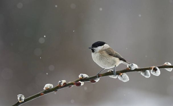 Marsh Tit resting on a branch under a snowfall - Photo, Image