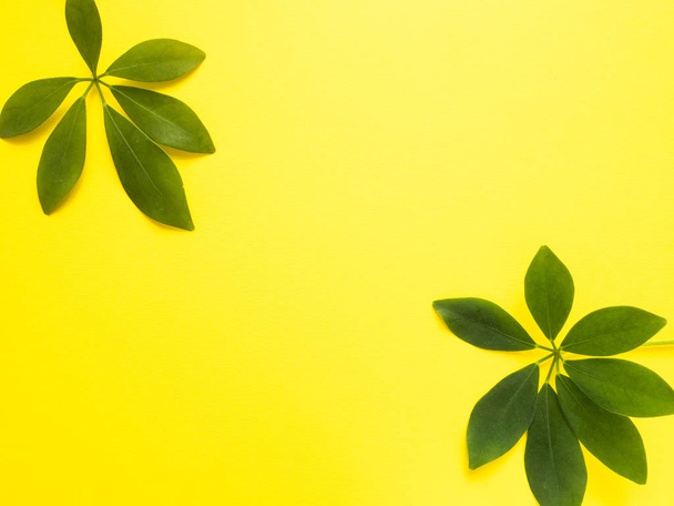 Frame of fresh green leaves on a yellow background. Copy space - Foto, Imagem