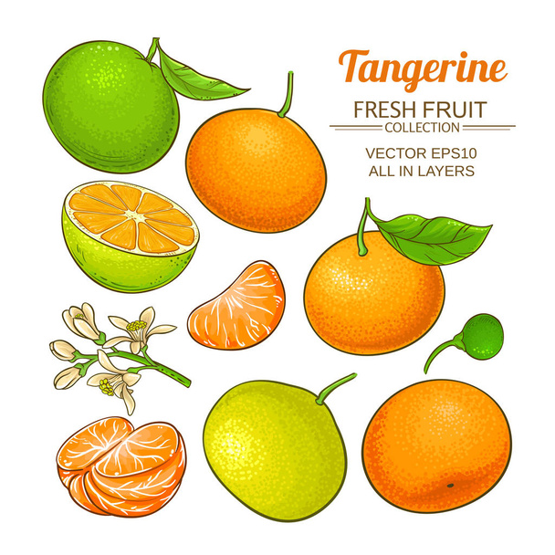 conjunto de vectores de fruta de mandarina
 - Vector, imagen