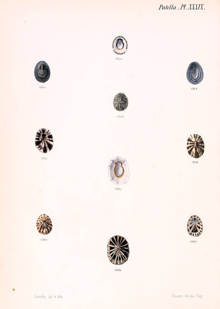 Ilustración de conchas marinas. Conchologia iconica, or, Ilustraciones de las conchas de animales moluscos
. - Foto, imagen