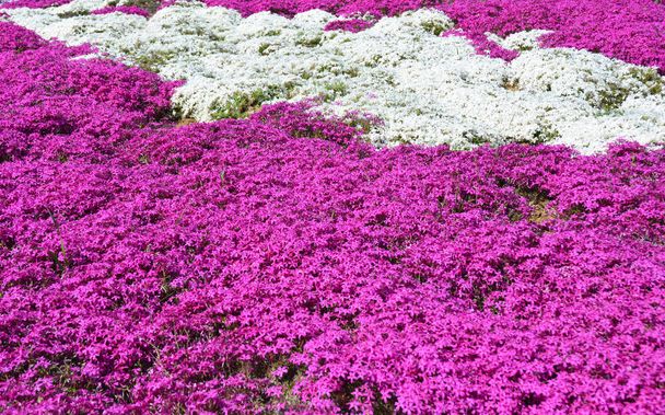 芝や芝桜 subulata 花のカラフルな花壇 - 写真・画像