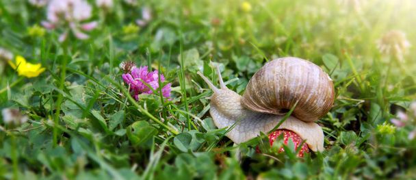 The snail crawls along the strawberry. - Photo, Image