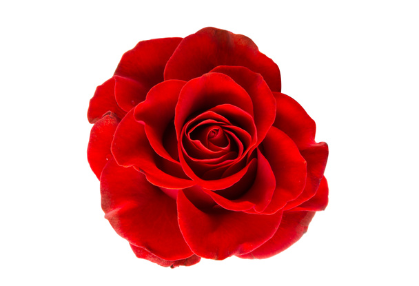 rose rouge isolée  - Photo, image