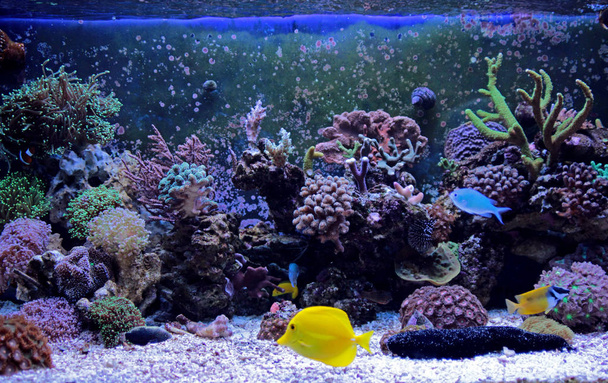 サンゴ礁の水族館の魚 - 写真・画像
