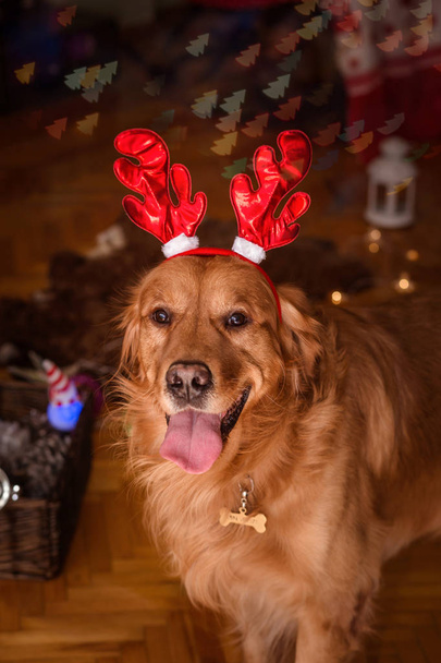 golden retriever dog with christmas horns2 - Фото, изображение