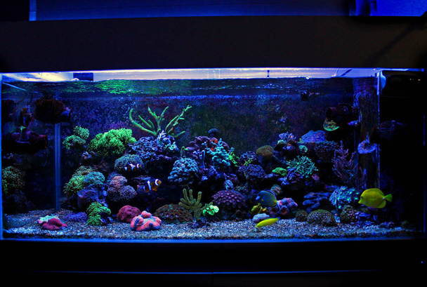 Réservoir d'aquarium récifal d'eau salée corail
 - Photo, image