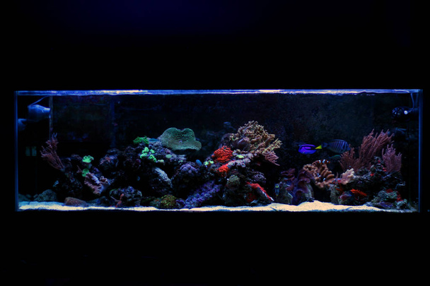 Coral Saltwater reef aquarium tank - Foto, imagen