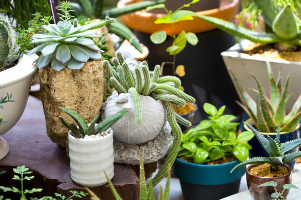 Cactus in a pot - Foto, Imagem