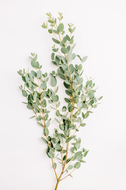 Branche d'eucalyptus sur fond blanc. Concept de fleur minimaliste. Couché plat, vue du dessus
. - Photo, image