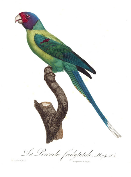 Illustration d'un perroquet. Ancienne image
 - Photo, image