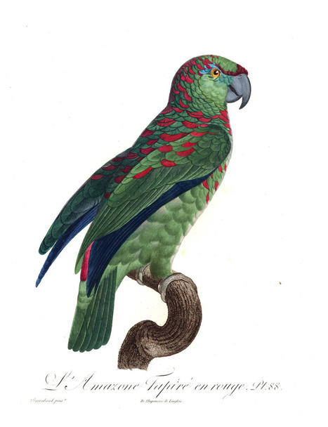 Illusztráció egy papagáj. Régi kép - Fotó, kép
