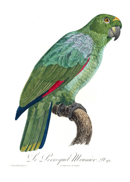 Bir papağan Illustration. Eski resim - Fotoğraf, Görsel