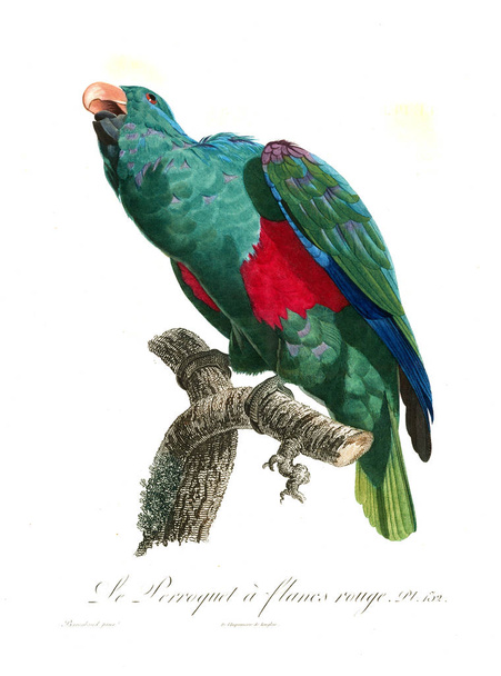 Ilustração de um papagaio. Imagem antiga
 - Foto, Imagem