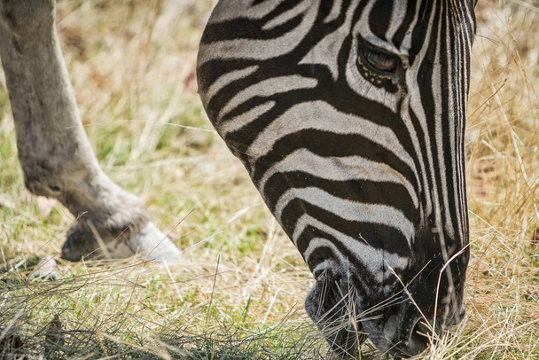 Portrait of zebra eating grass. - Photo, Image