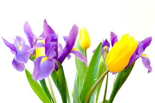 Friss tavaszi tulipán és iris virágok elszigetelt fehér háttérb - Fotó, kép