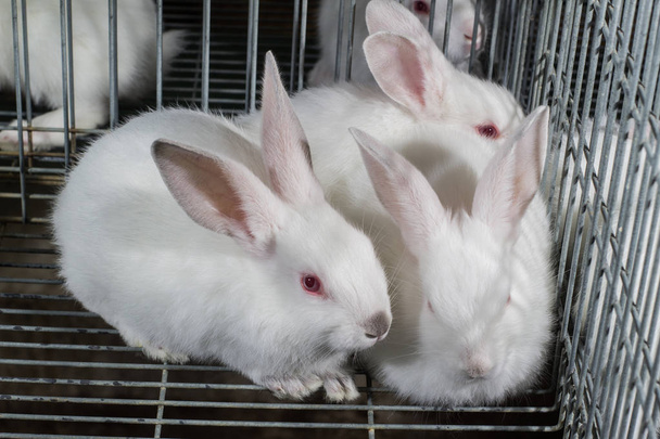 farma králíků pro studium - Fotografie, Obrázek