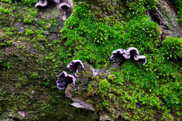 Szürke, zöld, szőrös moha a fák kérge a purple gomba - Fotó, kép
