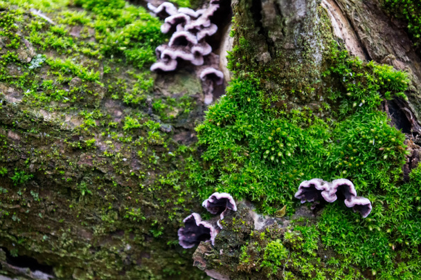 Setas grises, púrpuras en la corteza de los árboles de musgo verde y peludo
 - Foto, imagen