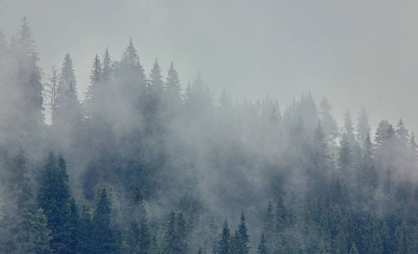 Foggy matin paysage d'été avec sapins, voyage saisonnier arrière-plan hipster
 - Photo, image