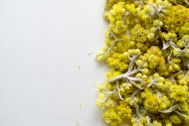Plante médicinale Helichrysum arenarium un fond blanc. Vue de dessus. Fleurs jaunes sèches
. - Photo, image