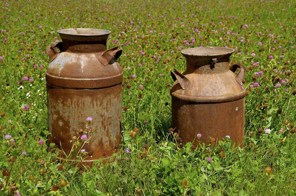 Duas latas de creme enferrujado de tamanho diferente exibidas em um campo de trevo florido roxo
 - Foto, Imagem