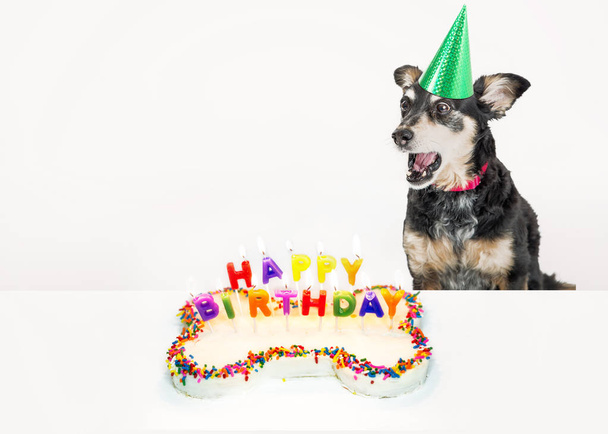 Vtipné Foto psa foukání svíčky na narozeninový dort. Izolované na bílém s kopií prostor. - Fotografie, Obrázek