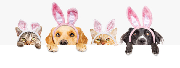 Rangée de chiens et chats mignons regardant au-dessus d'une bannière en toile blanche vierge portant des oreilles de lapin de Pâques
 - Photo, image