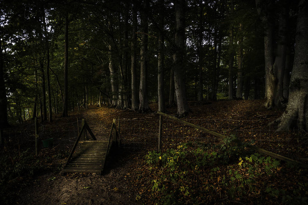 gate in the woods that leads to a path - Fotó, kép