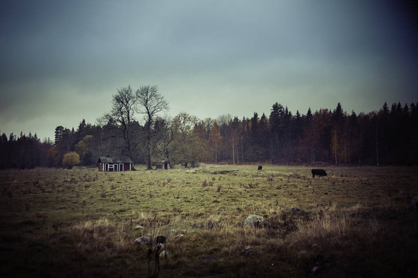 autumn image of a small red house next to a large tree and cows  - Fotó, kép