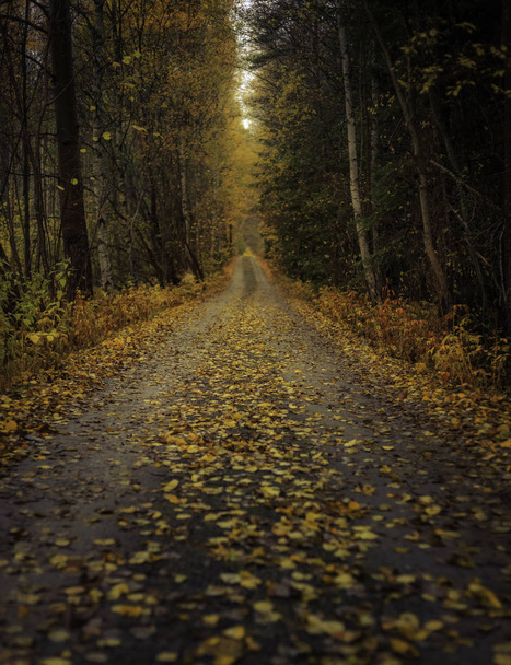 gravel road with autumn leaves - 写真・画像
