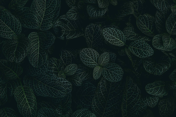 tropical leaves in a jungle, dark and moody shot can be used as background - Foto, immagini
