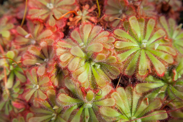 sundew, drosera plant close up in green and red can be used as background - Φωτογραφία, εικόνα