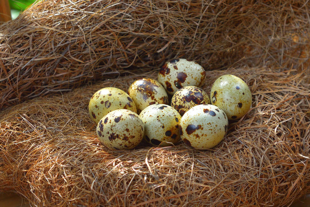 quail eggs in a nest of hay. - Foto, imagen