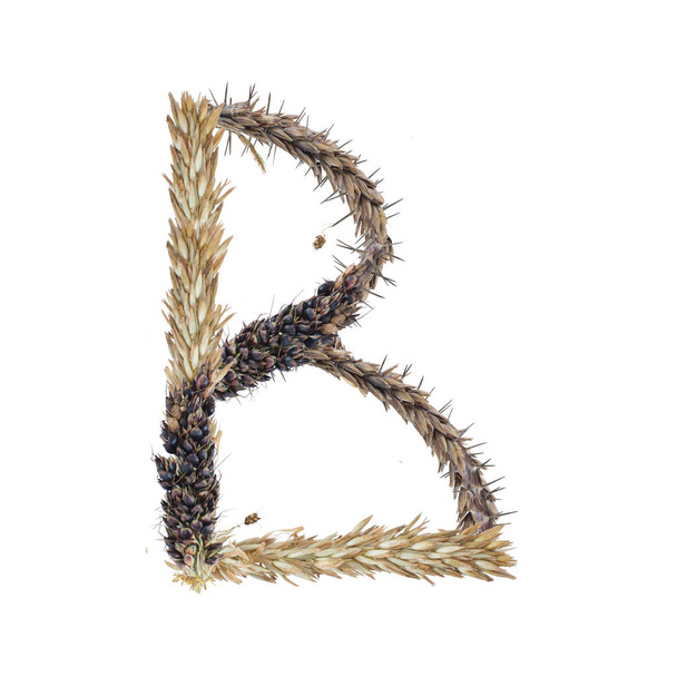 letra B de espiguillas secas de sorgo, hoja de hierba e inflorescencias de maíz, aisladas sobre fondo blanco
 - Foto, imagen