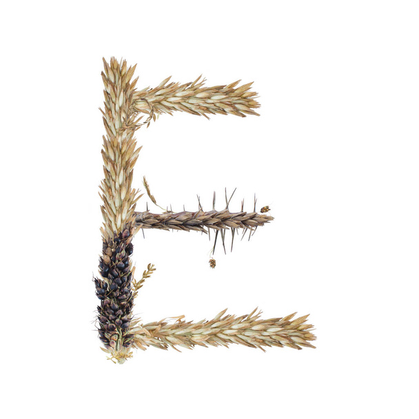 літера Е сушених сорго колоски, лезо трави і кукурудзяні суцвіття, ізольовані на білому тлі
 - Фото, зображення