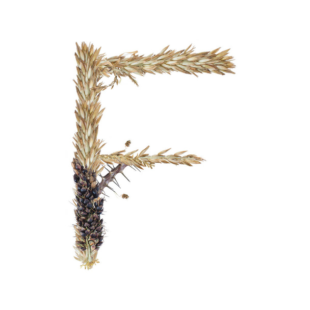 літера F сушених сорго колоски, лезо трави і кукурудзяні суцвіття, ізольовані на білому тлі
 - Фото, зображення