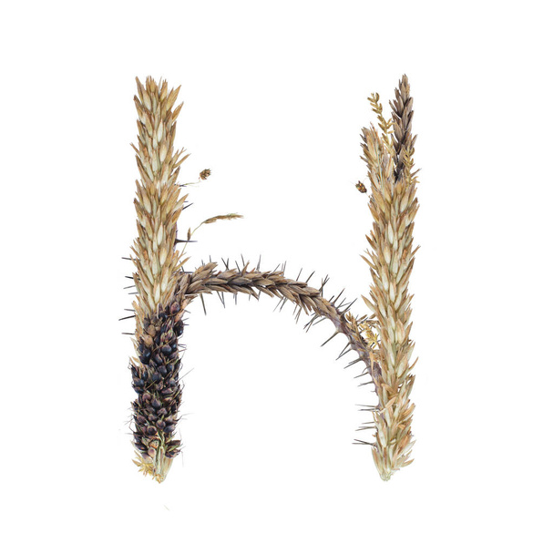 letter H van gedroogde sorgho spikelets, blade van gras en maïs bloeiwijzen, isoleren op witte achtergrond - Foto, afbeelding