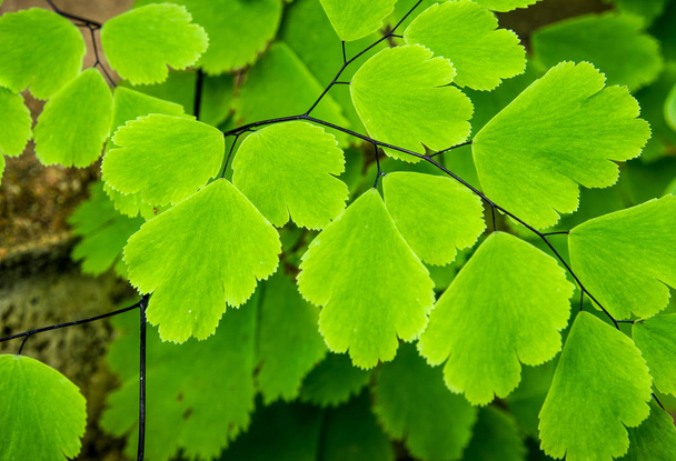Freshness Adiantum, black leaf stalk fern - Photo, Image