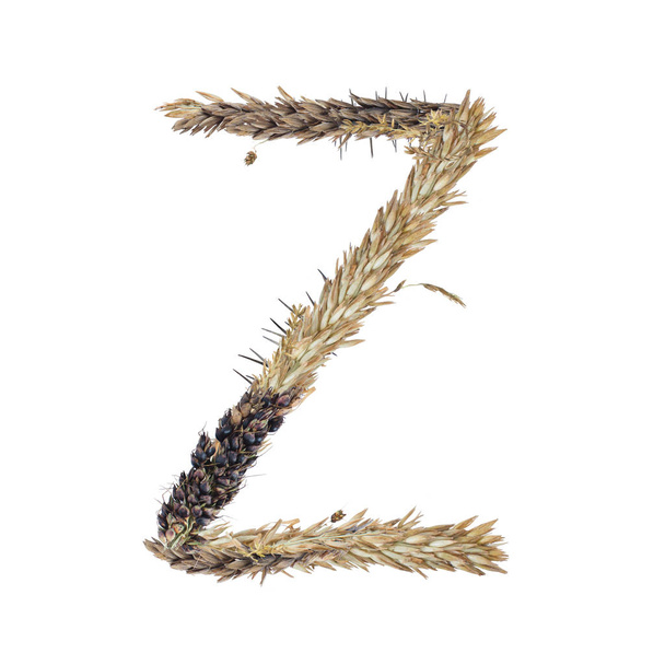 letra Z de espiguillas secas de sorgo, hoja de hierba e inflorescencias de maíz, aisladas sobre fondo blanco
 - Foto, Imagen
