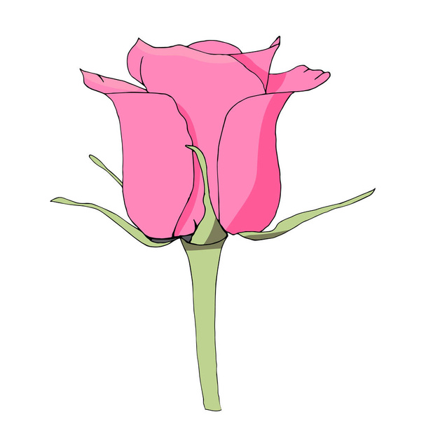 Pink rose flower. Floral design. Vector illustration. - Вектор,изображение
