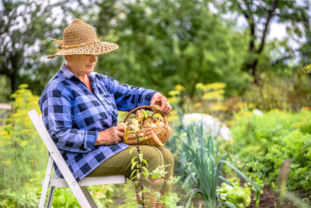 Senior farmer in the garden with produce harvested fresh from the organic garden or vegetable farm, local farming concept - Photo, image